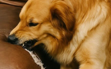Yeni bir kanepe aldım ama köpeğim kolçaklarını tırmalamaya ve kemirmeye başladı