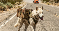 “KAMYON ŞOFÖRÜ, BİR KÖPEĞİN KUTU SÜRÜKLEDİĞİNİ GÖRÜNCE ANİDEN FRENE BASTI