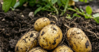 Doktorlar Patates Yemeğin Şunlara Neden Olduğunu Açıkladı