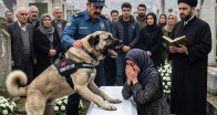 Oğlunun cenazesinde yaşlı polis köpeği tabuta saldırınca herkes onu deli sandı,