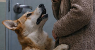 Yürüyüşümüzden eve döndüğümüzde ve kapıyı açmak üzereyken, köpeğim aniden üzerime atıldı