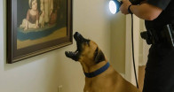 Polis köpeği evde yapılan arama sırasında bir tabloya yüksek sesle havlamaya başladı