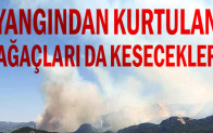Yangından kurtulan ağaçları da kesecekler