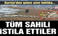 Sahilde korkutan görüntü