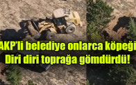 AKP’li belediye onlarca köpeği diri diri toprağa gömdürdü
