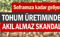 Tohum üretiminde akıl almaz skandal