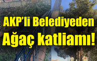 AKP’li belediyeden ağaç katliamı