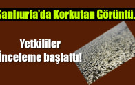 Şanlıurfa’da Korkutan Görüntüler…