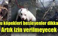 Bu köpekleri besleyenler dikkat: Artık izin verilmeyecek