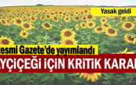 Ayçiçeği için kritik karar