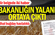 Bakanlığın yalan ortaya çıktı… İthal buğday hastalıklı