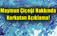 Maymun Çiçeği Hakkında Korkutan Açıklama!
