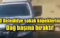 O belediye sokak köpeklerini dağ başına bıraktı