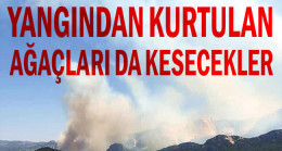 Yangından kurtulan ağaçları da kesecekler