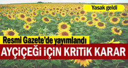 Ayçiçeği için kritik karar