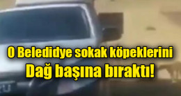 O belediye sokak köpeklerini dağ başına bıraktı