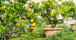 Gizli Tanığın Trump İddiası Gündemde