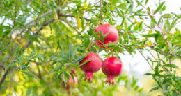 Bülent Ersoy Gördüğümüz Kişi