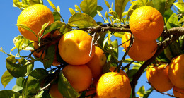 Genç savcı yaşamını yitirdi