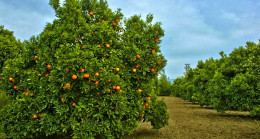 Kenti karıştıran bayrak