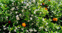 Pek çok kişi bu kadim dikiş sırrını bilmiyor