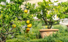 Özdilin yeni kanalı çok tepki çekti