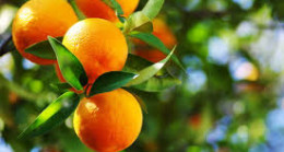 Bursanın yeni belediye başkanı ilk icraatı