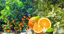 Çok Sayıda Yaralı