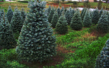 hep kilitli tutulan gizemli bodrum kapısı.