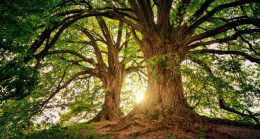 ABD Başkanı Donald Trump