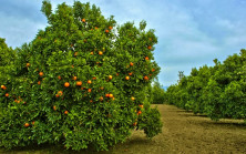 Siyah Çantalarda Bulunan