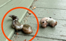 Balkonumda yaptığım keşif beni korkudan felç etti