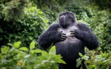 Sessiz Koruyucu: Bir Hayvanat Bahçesi Güvenlik İhlali Sırasında