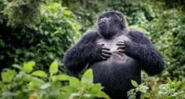 Sessiz Koruyucu: Bir Hayvanat Bahçesi Güvenlik İhlali Sırasında