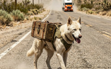 “KAMYON ŞOFÖRÜ, BİR KÖPEĞİN KUTU SÜRÜKLEDİĞİNİ GÖRÜNCE ANİDEN FRENE BASTI