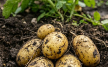 Doktorlar Patates Yemeğin Şunlara Neden Olduğunu Açıkladı