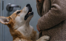 Yürüyüşümüzden eve döndüğümüzde ve kapıyı açmak üzereyken, köpeğim aniden üzerime atıldı