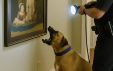 Polis köpeği evde yapılan arama sırasında bir tabloya yüksek sesle havlamaya başladı