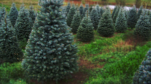Görümcem beni dondurucu soğukta balkona kilitlediğinde
