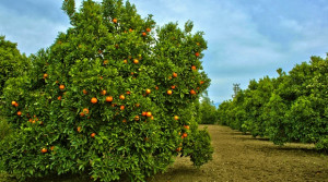 Utanarak Anlatıyorum… Özel Jet Yolculuğunda Yaşandığı Öne Sürülen Olay İfadelere Girdi