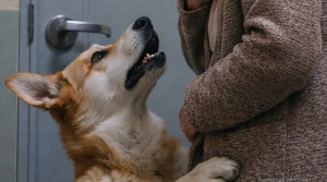Yürüyüşümüzden eve döndüğümüzde ve kapıyı açmak üzereyken, köpeğim aniden üzerime atıldı