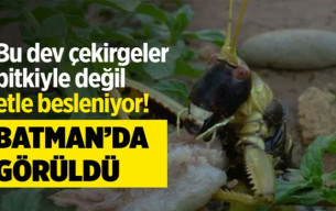 Batman Gercüş’te et yiyen dev çekirge