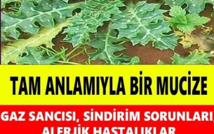 Şevketi bostan otu nedir