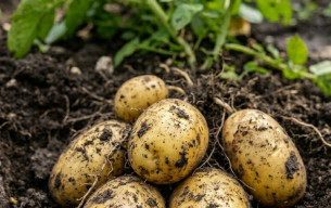Doktorlar Patates Yemeğin Şunlara Neden Olduğunu Açıkladı