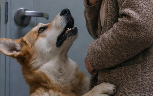 Yürüyüşümüzden eve döndüğümüzde ve kapıyı açmak üzereyken, köpeğim aniden üzerime atıldı