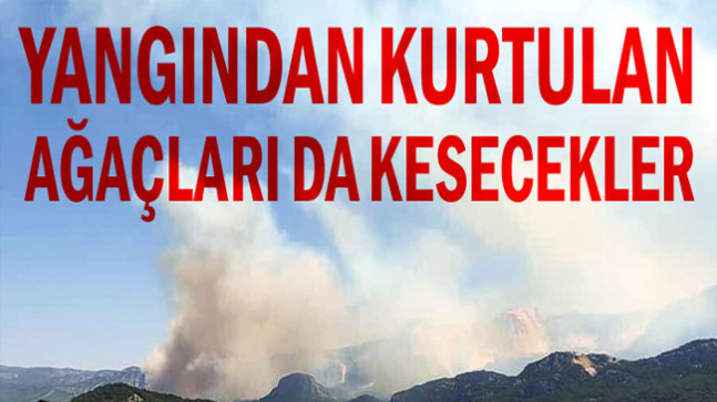 Yangından kurtulan ağaçları da kesecekler