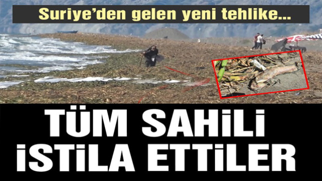 Sahilde korkutan görüntü