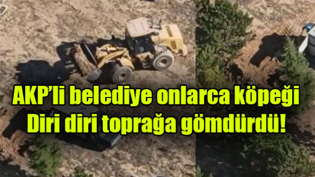 AKP’li belediye onlarca köpeği diri diri toprağa gömdürdü