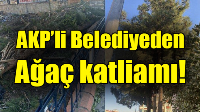 AKP’li belediyeden ağaç katliamı