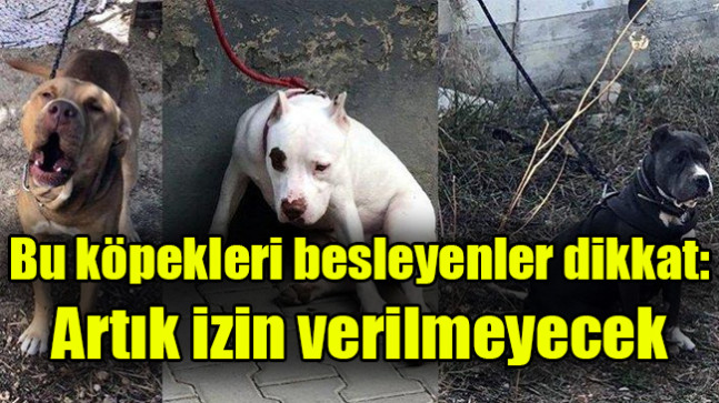 Bu köpekleri besleyenler dikkat: Artık izin verilmeyecek